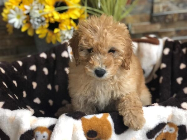 Mini Goldendoodle 3rd Generation-DOG-Female-Cream-2731-Petland Katy - Houston, Texas