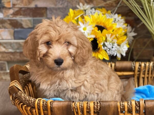 F1B Mini Goldendoodle-DOG-Male-Golden-2747-Petland Katy - Houston, Texas