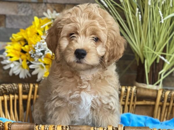 F1B Mini Goldendoodle-DOG-Male-Golden-2746-Petland Katy - Houston, Texas