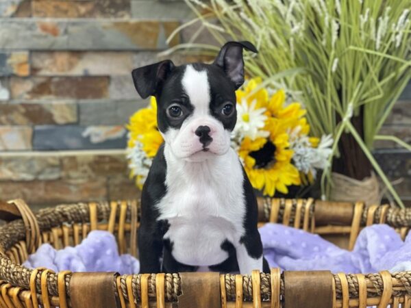 Boston Terrier-DOG-Female-Black & White-2721-Petland Katy - Houston, Texas