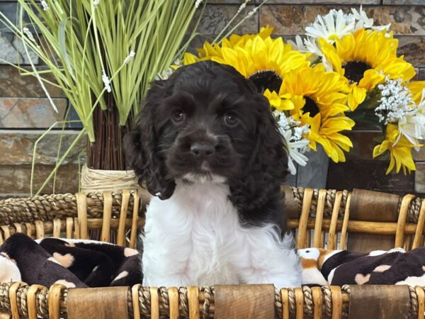 Cocker Spaniel-DOG-Male-Chocolate & White-2759-Petland Katy - Houston, Texas