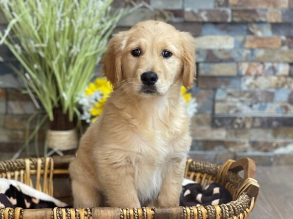 Golden Retriever-DOG-Female-Golden-2756-Petland Katy - Houston, Texas