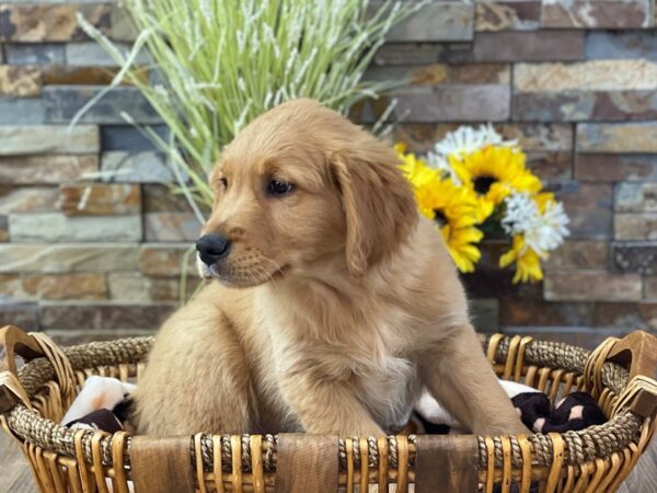 Golden Retriever-DOG-Male-Golden-2755-Petland Katy - Houston, Texas