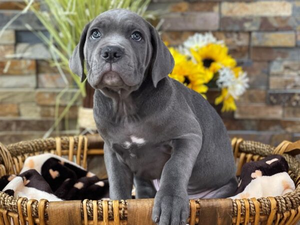 Cane Corso-DOG-Male-Blue-2758-Petland Katy - Houston, Texas