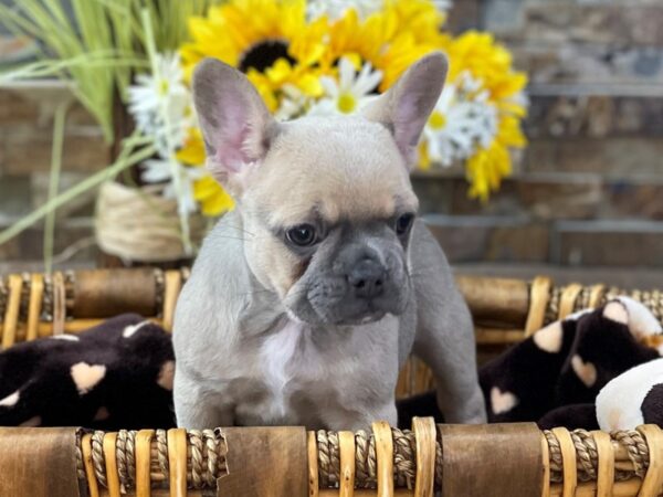 French Bulldog-DOG-Female-Blue Fawn-2769-Petland Katy - Houston, Texas