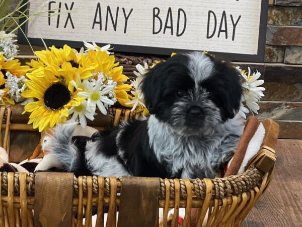 Shihpoo-DOG-Female-Black & White-2772-Petland Katy - Houston, Texas