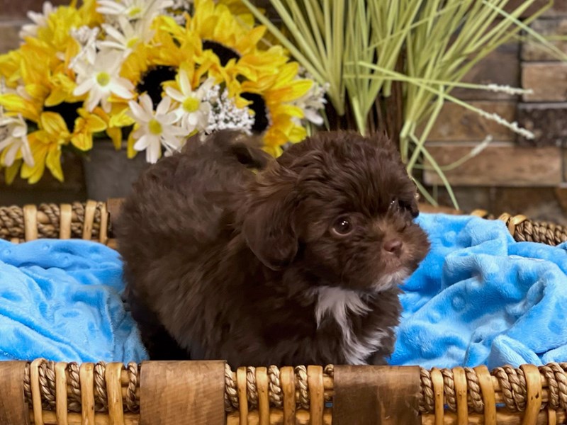Lhasapoo Dog Male Chocolate 2777