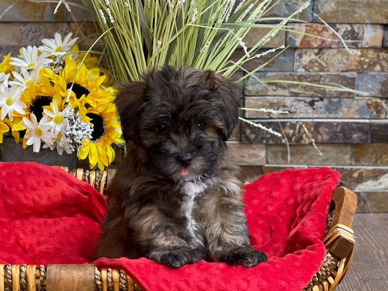 Lhasapoo Dog Male Brindle 2778
