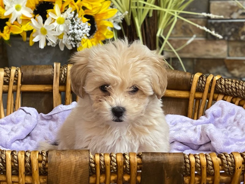 Lhasapoo Dog Female Cream 2779