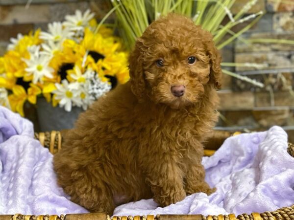 Miniature Poodle-DOG-Female-Red-2776-Petland Katy - Houston, Texas