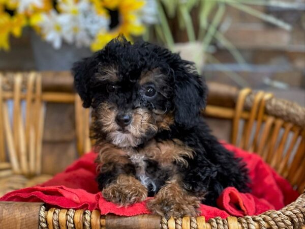 Miniature Poodle-DOG-Male-Black w/Tan Points-2774-Petland Katy - Houston, Texas