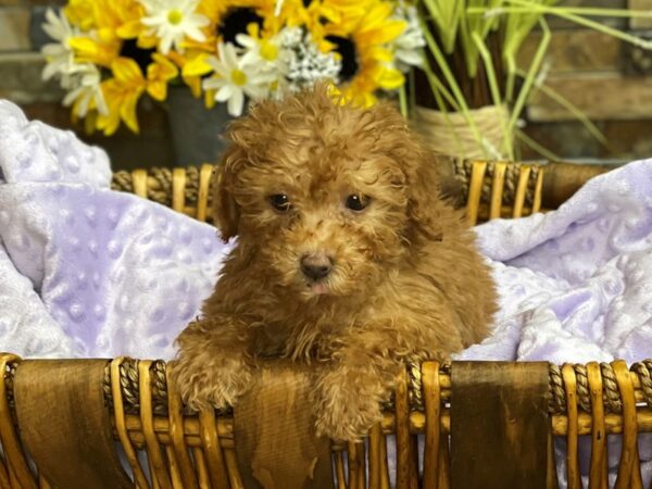 Miniature Poodle-DOG-Female-Red-2775-Petland Katy - Houston, Texas