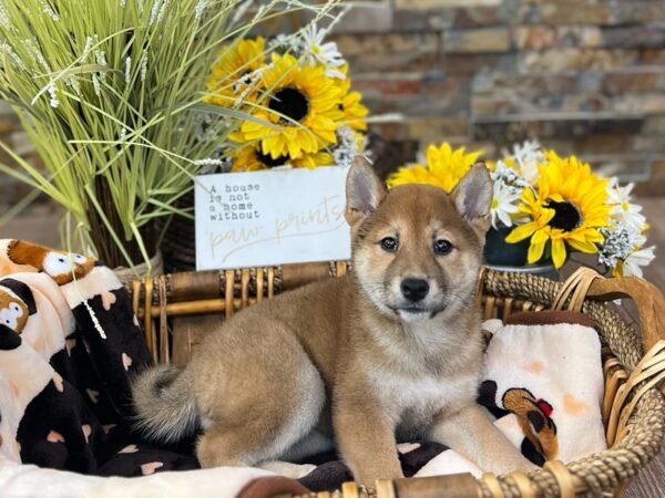 Shiba Inu-DOG-Female-Sesame-2799-Petland Katy - Houston, Texas