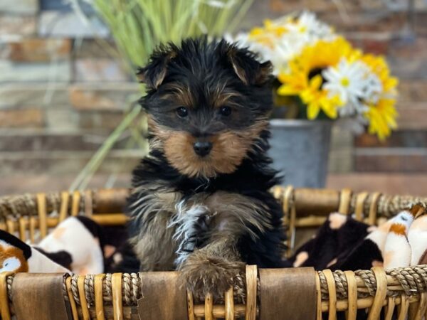 Yorkshire Terrier-DOG-Male-Black & Gold-2789-Petland Katy - Houston, Texas