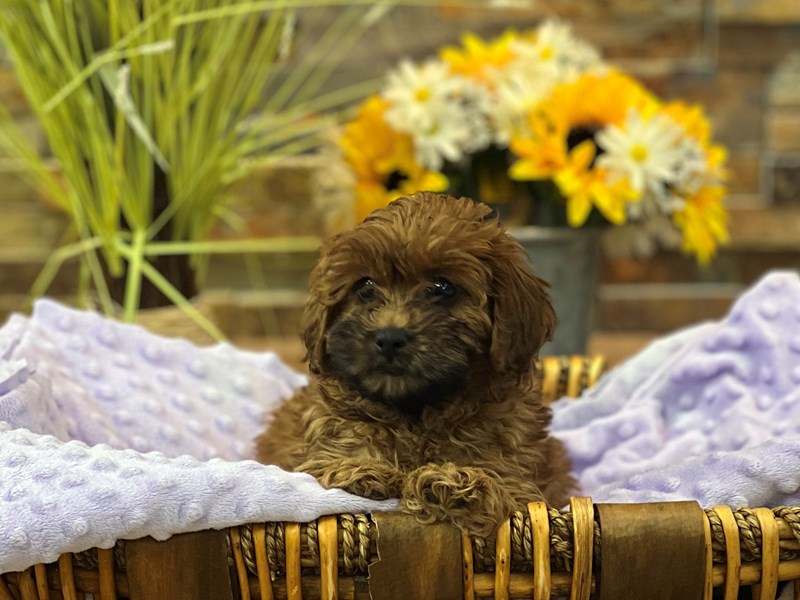 2nd Gen Cockapoo Dog Female Red 2812