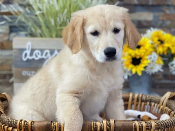 Golden Retriever-DOG-Female-Golden-2796-Petland Katy - Houston, Texas