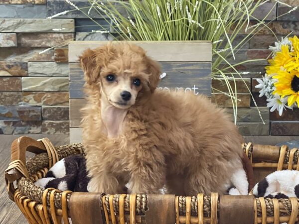 Miniature Poodle-DOG-Female-Red-2807-Petland Katy - Houston, Texas