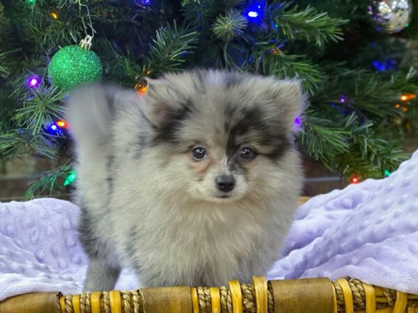 Pomeranian-DOG-Female-Blue Merle-2818-Petland Katy - Houston, Texas