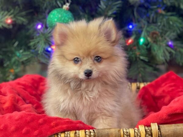 Pomeranian-DOG-Male-Red Sable-2819-Petland Katy - Houston, Texas