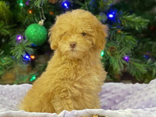 Miniature Poodle-DOG-Female-Red-2820-Petland Katy - Houston, Texas