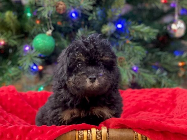 Miniature Poodle-DOG-Male-Black & Tan-2821-Petland Katy - Houston, Texas