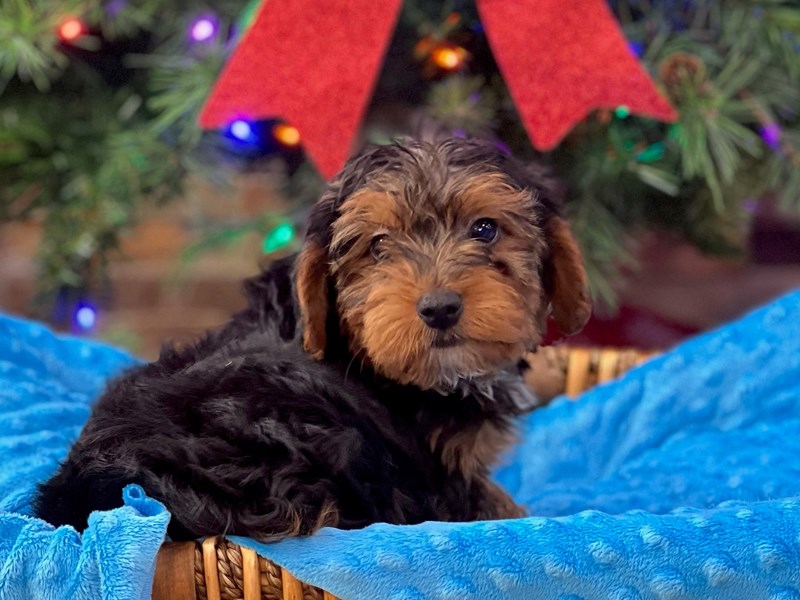 Yorkiepoo Dog Male Black & Rust 2839