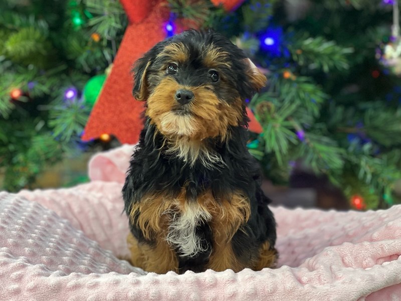 Yorkiepoo Dog Female Black & Rust 2840