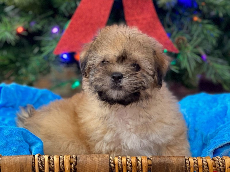 Cavachon Dog Male Golden 2829