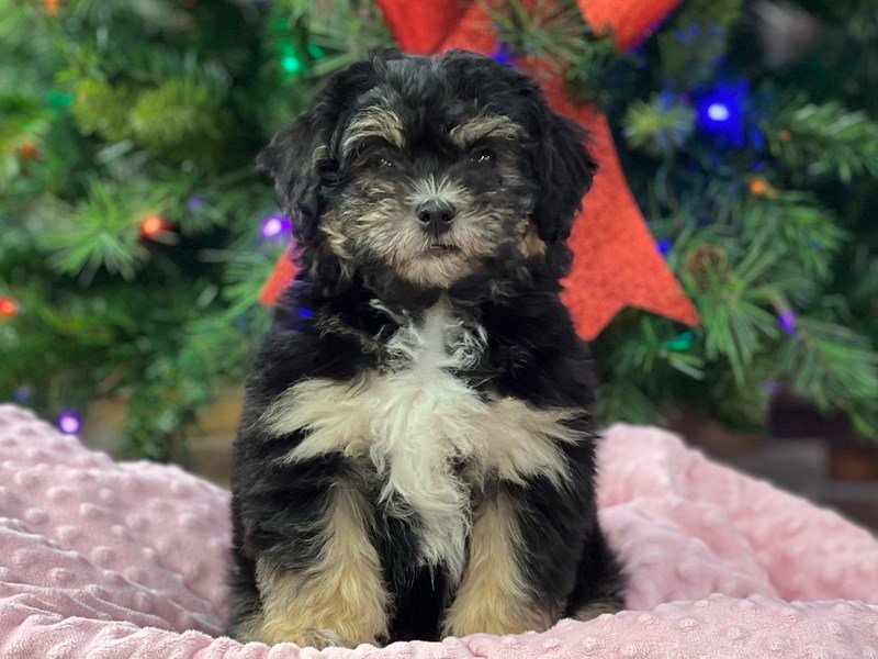 Cavachon Dog Female Black & Tan 2830