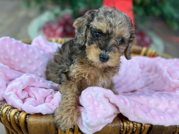 Miniature Poodle-DOG-Female-Red Merle-2844-Petland Katy - Houston, Texas