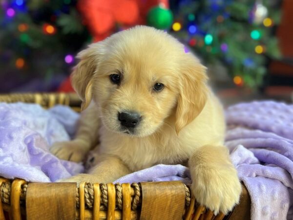 Golden Retriever-DOG-Female-Light Golden-2847-Petland Katy - Houston, Texas