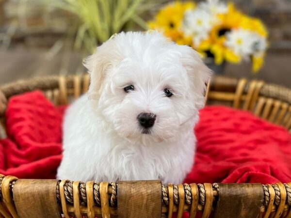 Maltese-DOG-Male-White-2853-Petland Katy - Houston, Texas