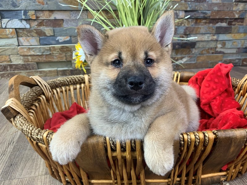 Shiba Inu Dog Male Red Sesame 2860