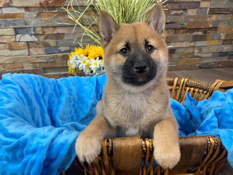 Shiba Inu Dog Male Red Sesame 2861