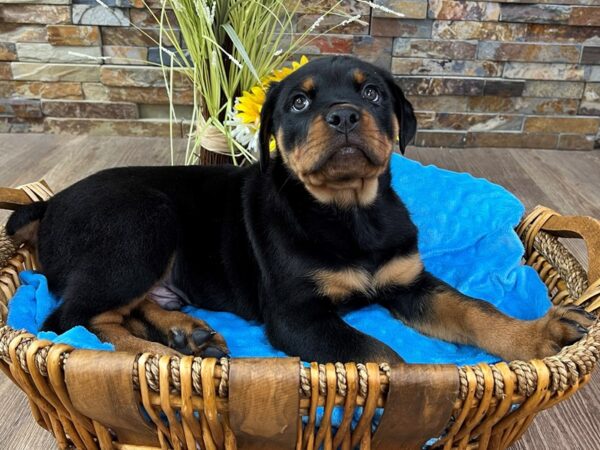 Rottweiler-DOG-Male-Black & Rust-2868-Petland Katy - Houston, Texas