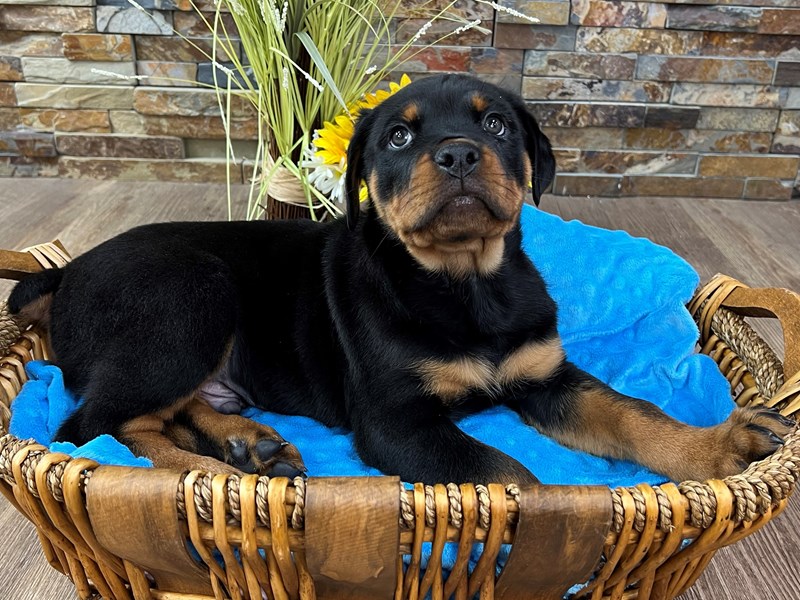 Rottweiler Puppies - Petland Katy & Stafford - Houston, Texas