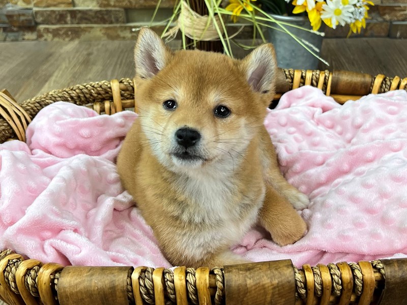 Shiba Inu Dog Female Red 2874