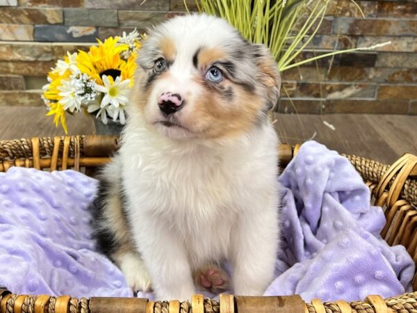 Miniature Australian Shepherd-DOG-Female-Blue Merle-2891-Petland Katy - Houston, Texas