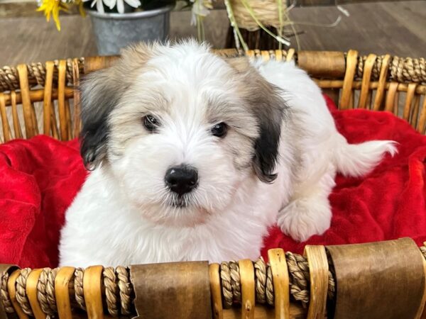 Coton De Tulear-DOG-Male-Brindle & White-2885-Petland Katy - Houston, Texas
