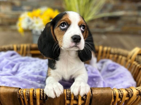 Beagle-DOG-Female-Tri-2890-Petland Katy - Houston, Texas