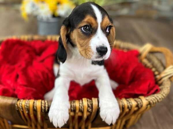 Beagle-DOG-Male-Tri-2889-Petland Katy - Houston, Texas