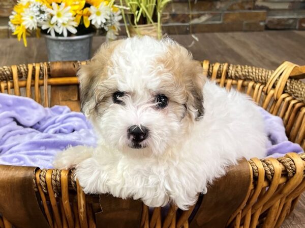Coton De Tulear-DOG-Female-Sable & White-2886-Petland Katy - Houston, Texas