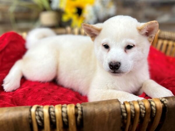 Shiba Inu-DOG-Male-Cream-2898-Petland Katy - Houston, Texas