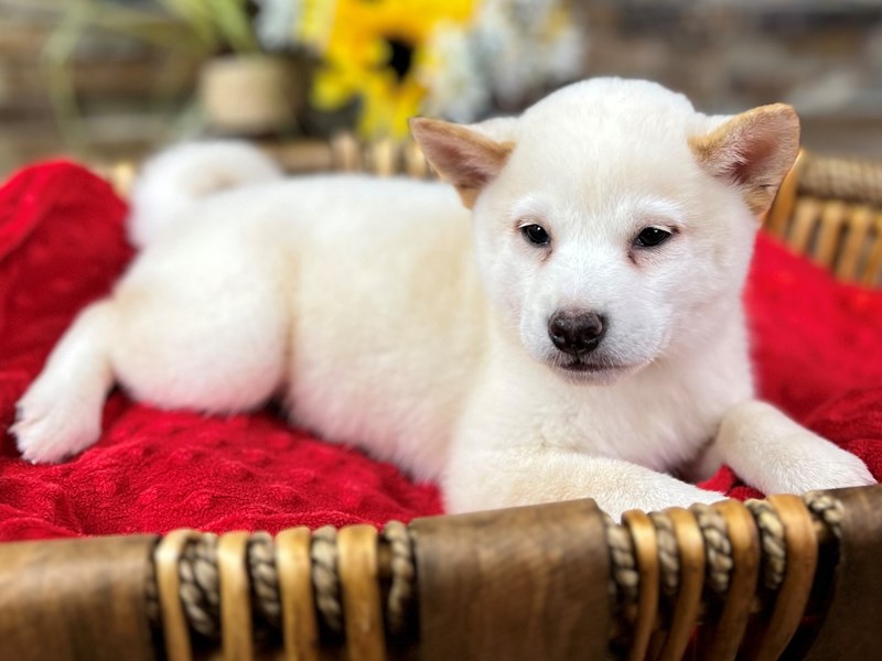 Shiba Inu Dog Male Cream 2898