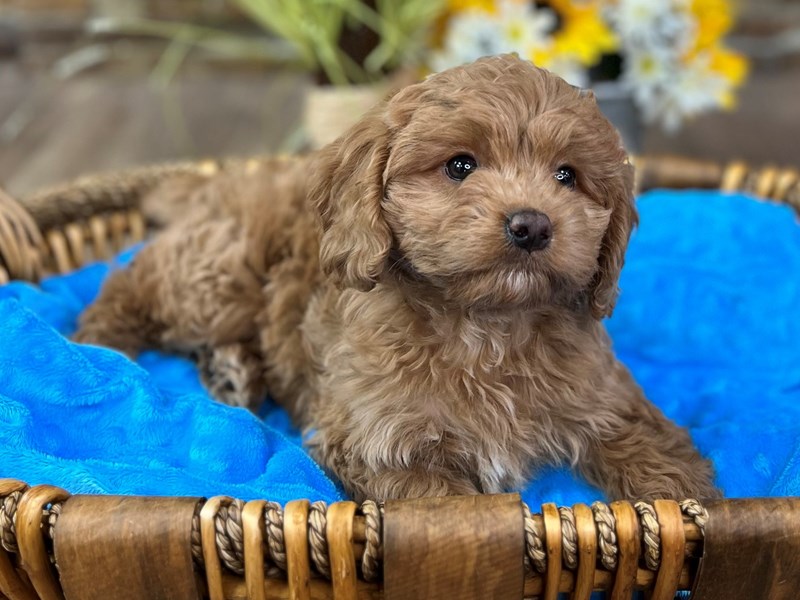 2nd Gen Cockapoo Dog Male Red 2896
