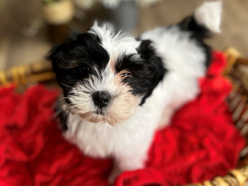 Cavapoo Dog Male Tri 2893