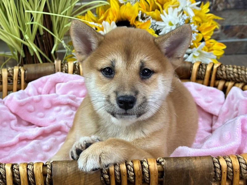 Shiba Inu Dog Female Red & White 2899