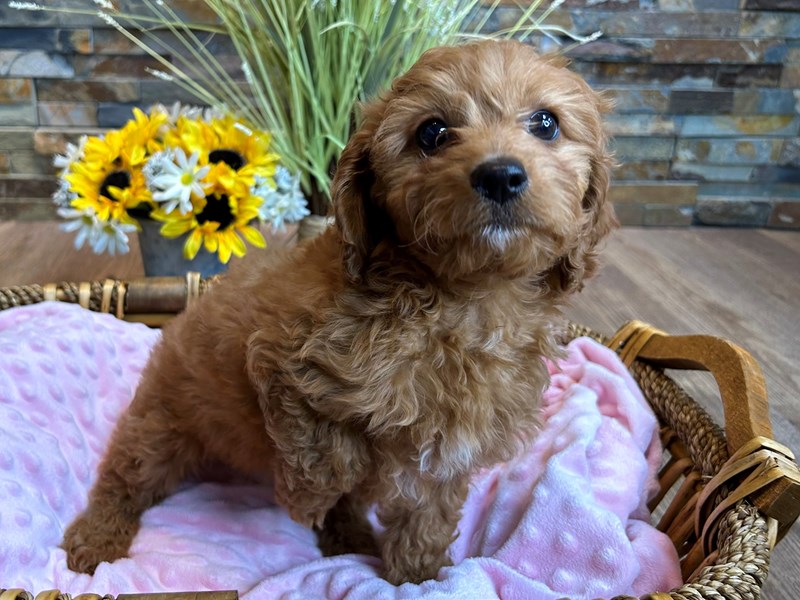 Cavapoo Dog Female Apricot 2919