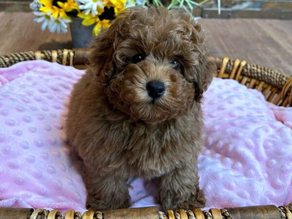 Miniature Poodle-DOG-Female-Red-2915-Petland Katy - Houston, Texas