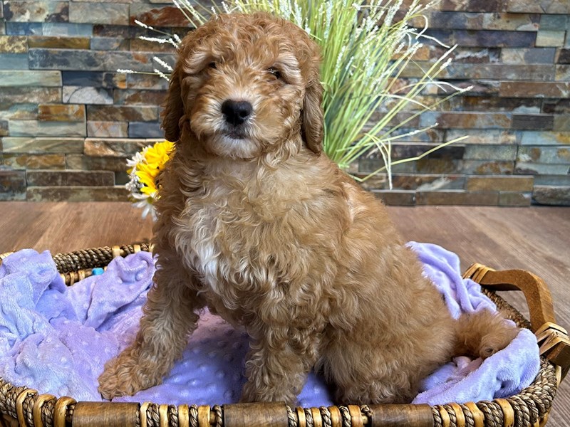 Mini Goldendoodle 3rd Gen Dog Female Red 2913
